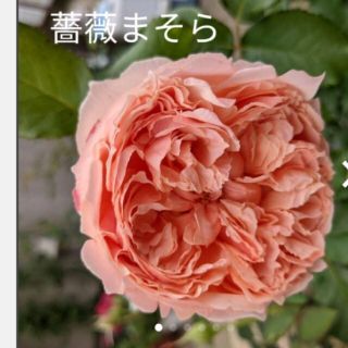 薔薇まそら挿し木苗。(その他)