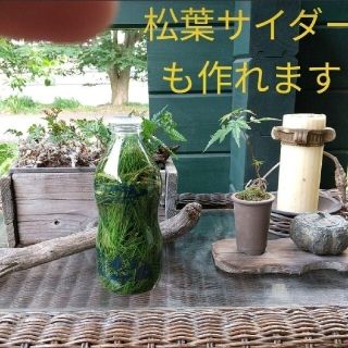 【完全無農薬】〈赤松〉10年目の若木のみ松葉 松の葉 柔らかい新芽 300g (野菜)