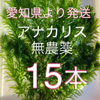 水草　アナカリス　15本(アクアリウム)
