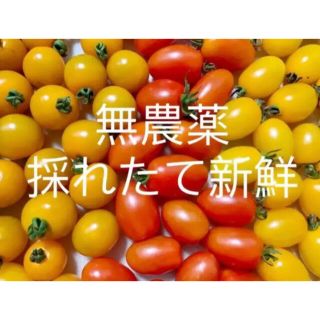 無農薬栽培ミニトマト　ミックス(野菜)