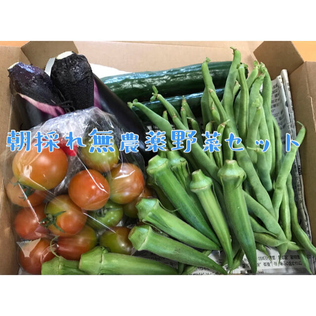 朝採れ　野菜セット② 食品/飲料/酒の食品(野菜)の商品写真