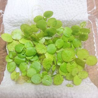 ドワーフフロックピット（１カップ分）水草 浮草 無農薬 メダカ飼育にオススメ♪(アクアリウム)