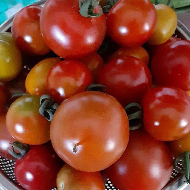 ミニトマト１キロ 食品/飲料/酒の食品(野菜)の商品写真