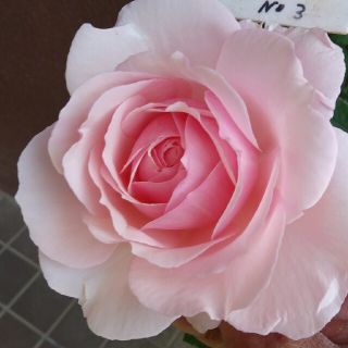 薔薇🌹『みさき』🌹挿し木苗(その他)