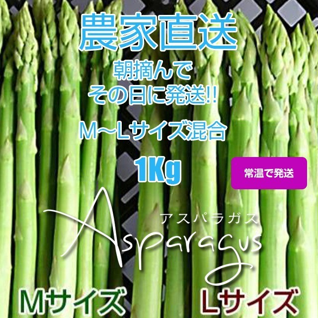 グリーンアスパラガス 1kg 採りたて野菜 食品/飲料/酒の食品(野菜)の商品写真