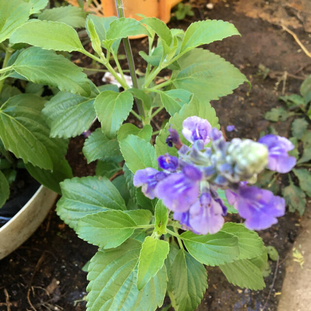 花の苗 宿根サルビア ブルーサルビア 苗