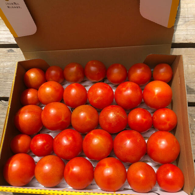 8月4日収穫分フルーツトマト 食品/飲料/酒の食品(野菜)の商品写真
