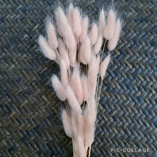 ♡大地農園 ラグラス  ピンクベージュ ♡ ハーバリウム花材 ドライフラワー(ドライフラワー)