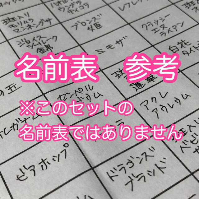 【PP25 H3YR黄薔薇ピック】多肉植物　ミニミニカット苗♬25マス♬ ハンドメイドのフラワー/ガーデン(その他)の商品写真