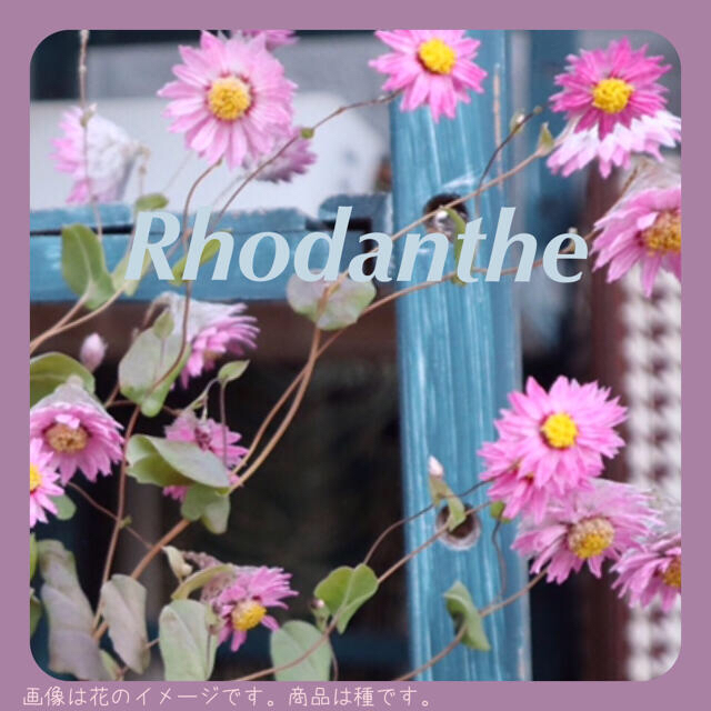 ローダンセ（ピンク色）の種。 ハンドメイドのフラワー/ガーデン(その他)の商品写真