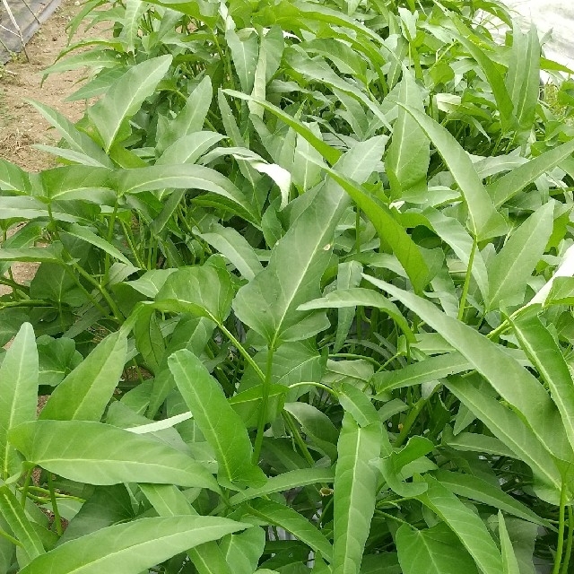 新鮮野菜 コンパクトBOXいっぱいの野菜セット 野菜詰め合わせ　農薬不使用 食品/飲料/酒の食品(野菜)の商品写真