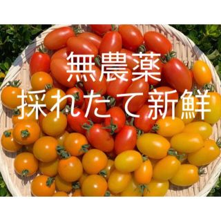 無農薬栽培　最盛期ミニトマト(野菜)