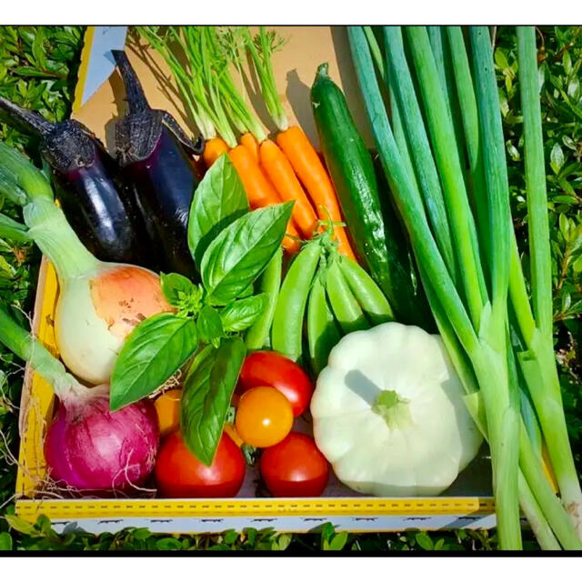 畑直送　無農薬栽培野菜 食品/飲料/酒の食品(野菜)の商品写真