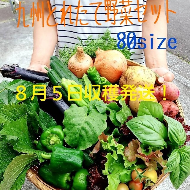 九州とれたて野菜セット 食品/飲料/酒の食品(野菜)の商品写真