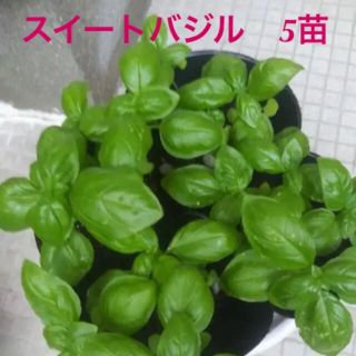 バジル　スイートバジル　抜き苗　5本(野菜)