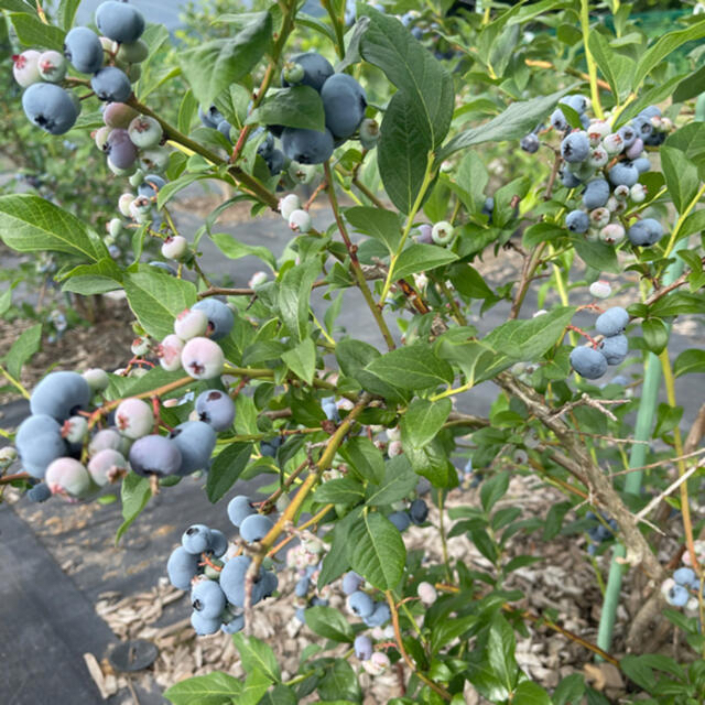 北海道産 ブルーベリー 無農薬 1kg 送料込 フルーツ ふるさと 果物 食品/飲料/酒の食品(フルーツ)の商品写真