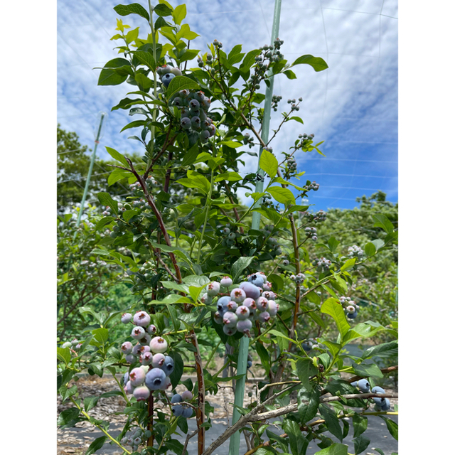 北海道産 ブルーベリー 無農薬 1kg 送料込 フルーツ ふるさと 果物 食品/飲料/酒の食品(フルーツ)の商品写真