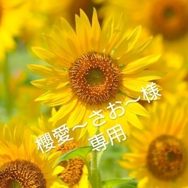櫻愛～さお～様専用 ハンドメイドのフラワー/ガーデン(ドライフラワー)の商品写真