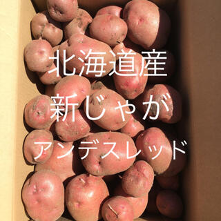 北海道産じゃがいも約8kg〜アンデスレッド〜(野菜)