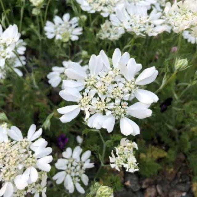 お花の種 3種類セット ✿ オルレアホワイトレース・シレネガリカ・エキナセア ハンドメイドのフラワー/ガーデン(その他)の商品写真