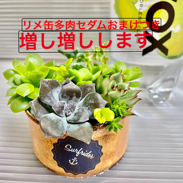 多肉植物 カット苗詰め合わせ ハンドメイドのフラワー/ガーデン(その他)の商品写真