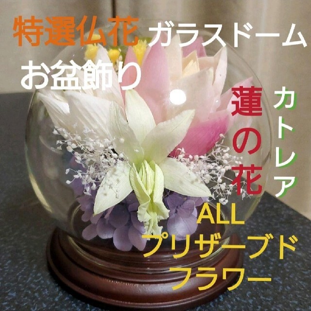 特選  プリザーブドフラワー  蓮の花　(清らかな心)  ガラスドーム