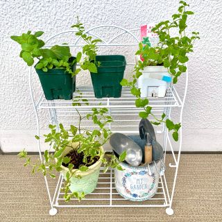 植物　アイランラック　フラワーラック　新品未使用　折りたたみ式　収納ラック(その他)