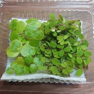 サンショウモ ＆ ドワーフフロックピット（１カップ分）水草 浮草 無農薬(アクアリウム)