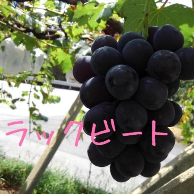 ぶどう【ブラックビート】1キロ箱 食品/飲料/酒の食品(野菜)の商品写真