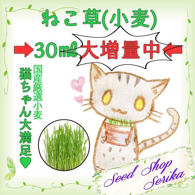 国産 厳選 ネコ草 種子 猫 ペット タネ 猫草 ねこ草 ハーブ 種 その他のペット用品(猫)の商品写真