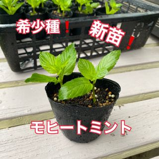 希少種❗️モヒートミント　新苗❗️(その他)