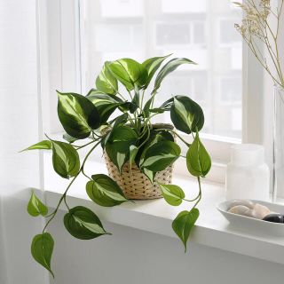 イケア(IKEA)のえむ様専用です。人工観葉植物　フェイク　ポトス　IKEA  イケア(その他)