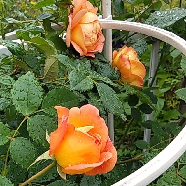 トミー様専用ページ　オレンジのバラ　カット苗　5本 ハンドメイドのフラワー/ガーデン(プランター)の商品写真