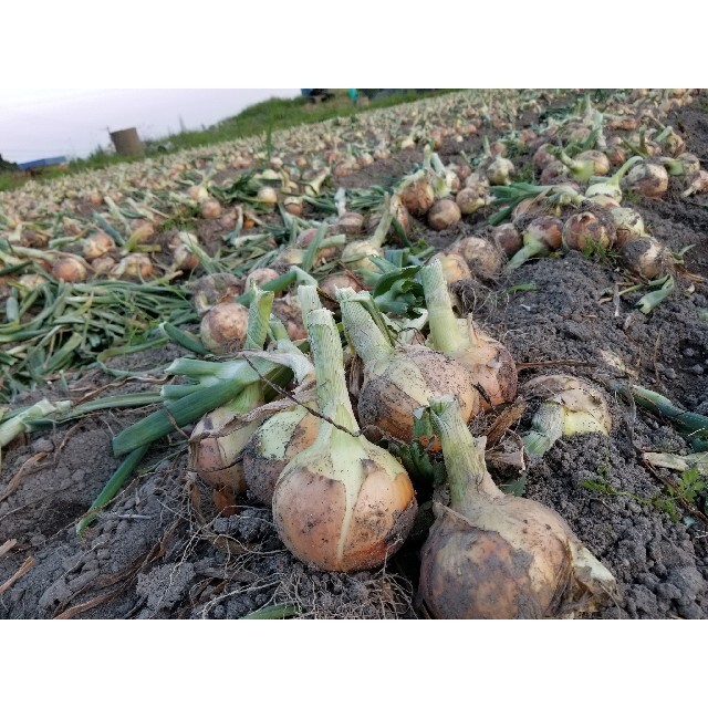 めっちゃ甘い‼️淡路島産玉葱ビックサイズ10kg、農家直送です❗ 食品/飲料/酒の食品(野菜)の商品写真