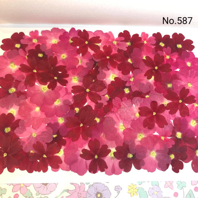 ♡new♡選別前だからお安く♡バーベナの押し花セット♡ ハンドメイドの素材/材料(各種パーツ)の商品写真