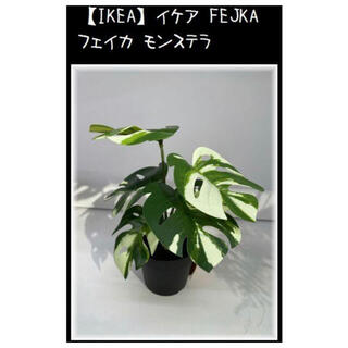 イケア(IKEA)の【IKEA】イケア FEJKA フェイカ モンステラ　観葉植物(置物)