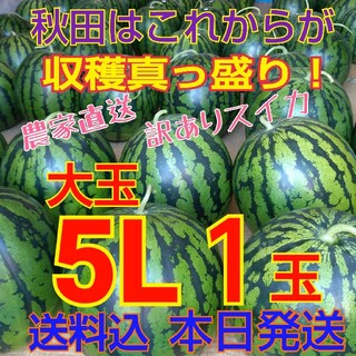 【訳あり】糖度12度以上 秋田 農家直送スイカ 西瓜 キズ むら 5Lサイズ1玉(野菜)