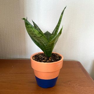 観葉植物　サンスベリア　ハニー　鉢付き(その他)