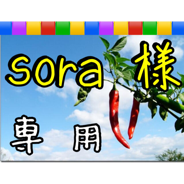 人気総合 【sora 様 専用】出品です。 | medicalzonemangohill.com.au