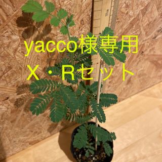 yacco様専用　X ・Rミモザ　銀葉アカシア　苗(ドライフラワー)