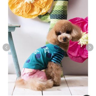 アズノウアズ(AS KNOW AS)のアズノウアズ デワン 新品 犬服(犬)