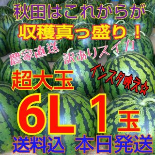 【訳あり】糖度12度以上 秋田 農家直送スイカ 西瓜 キズ むら 6Lサイズ1玉(野菜)