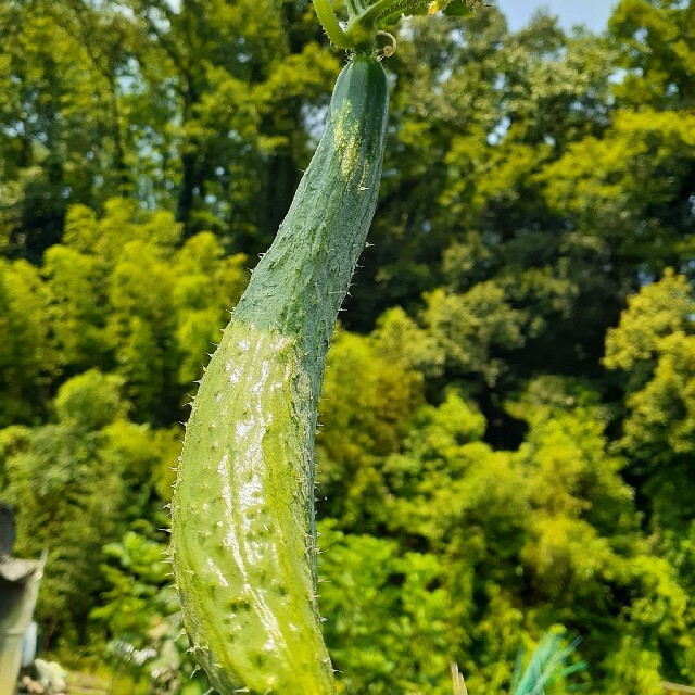 無農薬野菜セット　80サイズ　クール便 食品/飲料/酒の食品(野菜)の商品写真