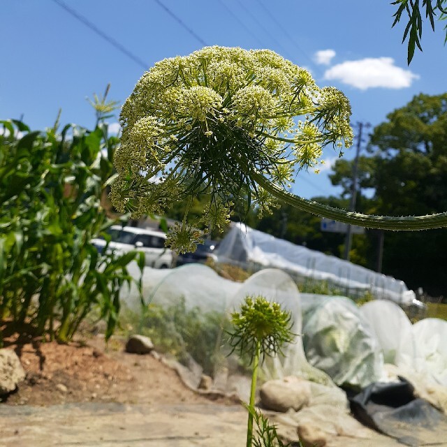 無農薬野菜セット　80サイズ　クール便 食品/飲料/酒の食品(野菜)の商品写真