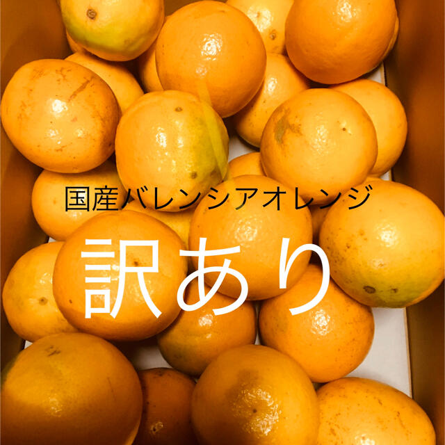 訳あり　LL 5kg 国産バレンシアオレンジ　送料無料　有田みかん和歌山県産 食品/飲料/酒の食品(フルーツ)の商品写真