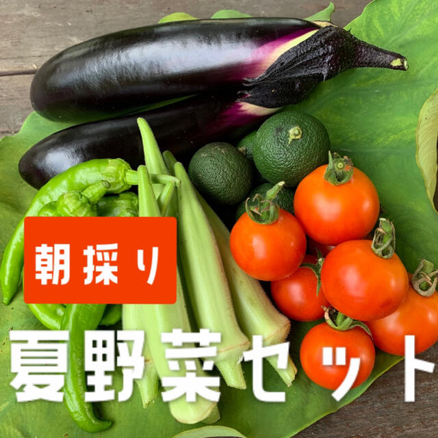 兵庫県産　夏野菜セット 食品/飲料/酒の食品(野菜)の商品写真