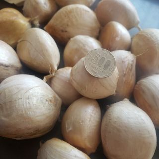 【詰め放題】ジャンボにんにく　ばら(野菜)