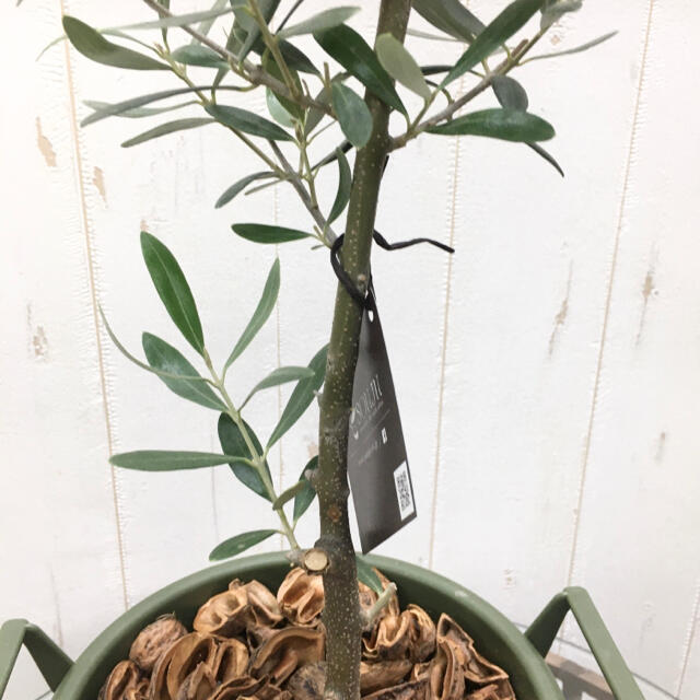 ハートリーフあり オリーブの木 ネバディロブランコ Souju 54の通販 By Plants Shop ラクマ