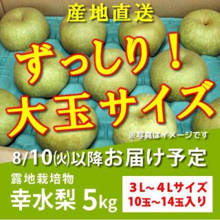 幸水梨５kg★秀品大玉・8月10日以降にお届け予定(フルーツ)