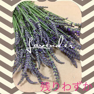 【約250本】ラベンダー Lavender ドライフラワー(ドライフラワー)